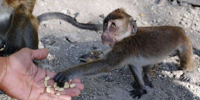 Cebu: Whale Sharks, Tumalog Falls, and Monkey Sanctuary Tour - Meeting the monkeys at the sanctuary