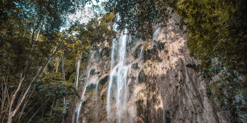Cebu: Whale Sharks, Tumalog Falls, and Monkey Sanctuary Tour - What the $121 price really covers