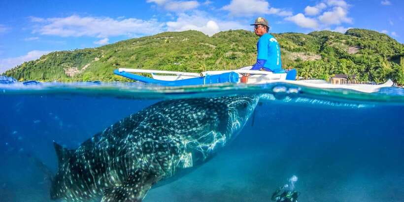 Cebu: Whale Sharks, Tumalog Falls, and Monkey Sanctuary Tour - Practical details before you reserve
