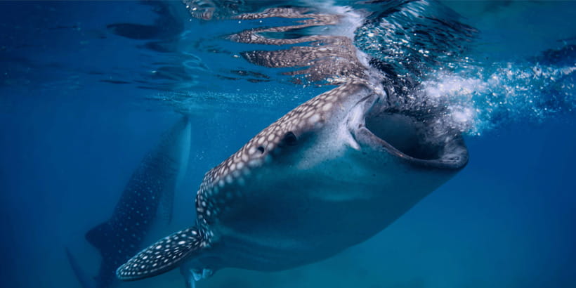 Cebu: Whale Sharks, Tumalog Falls, and Monkey Sanctuary Tour - Tumalog Falls and its cool blue water
