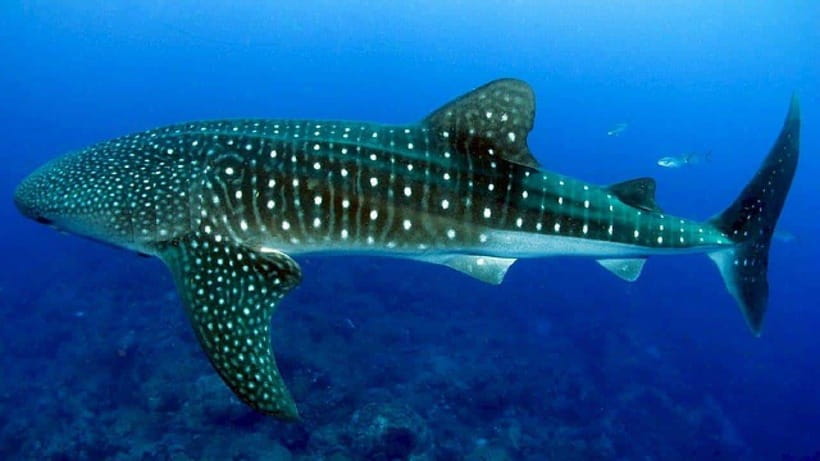 Cebu: Whaleshark Encounter, Sumilon Sandbar & Tumalog Falls - What this Cebu day trip is really like
