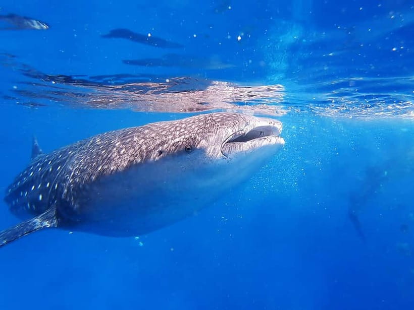 Cebu: Whaleshark Encounter, Sumilon Sandbar & Tumalog Falls - Returning to Cebu after a full day