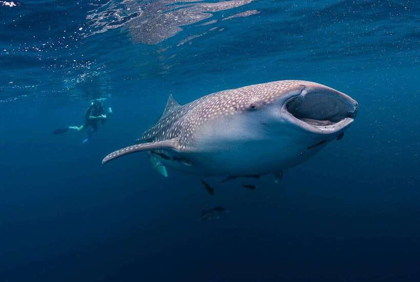 Cebu: Whaleshark Encounter, Sumilon Sandbar & Tumalog Falls - The three-hour ride south to Oslob