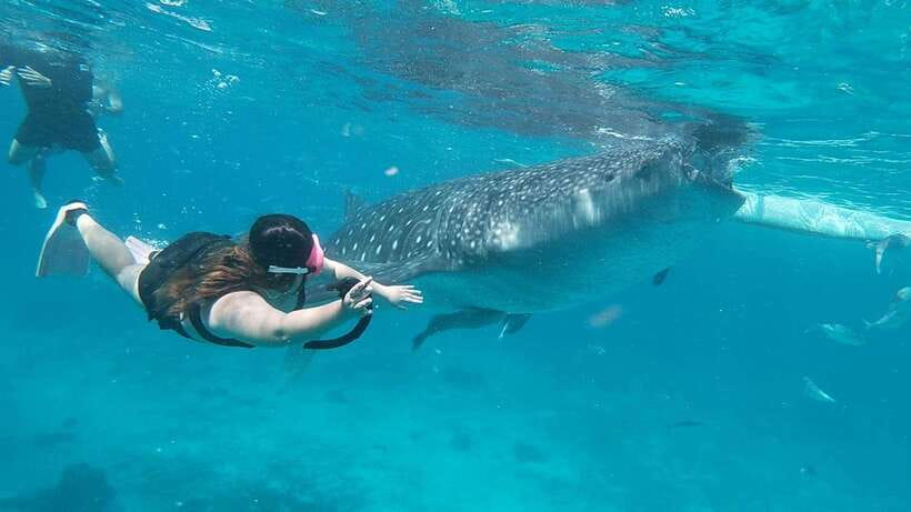 Cebu: Whaleshark Encounter, Tumalog Falls & Sumilon Sandbar - Key points to know before booking