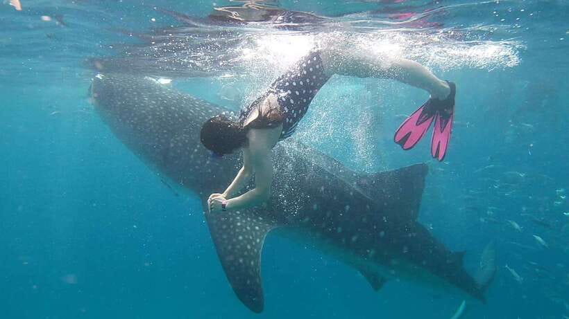 Cebu: Whaleshark Encounter, Tumalog Falls & Sumilon Sandbar - What the Oslob whale shark swim is like