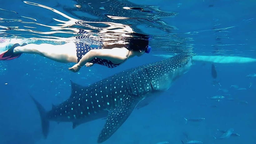 Cebu: Whaleshark Swimming & Kawasan falls Canyoneering Tour - Key points at a glance