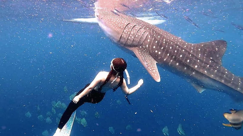 Cebu: Whaleshark Swimming & Kawasan falls Canyoneering Tour - Why combine Oslob and Kawasan Falls in one day?