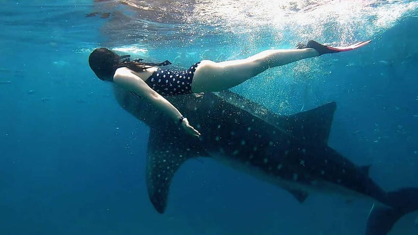 Cebu: Whaleshark Swimming & Kawasan falls Canyoneering Tour - Oslob whale sharks, priority numbers, and waiting time