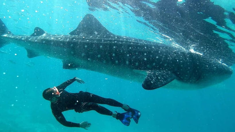 Cebu: Whaleshark Swimming & Kawasan falls Canyoneering Tour - Three hours inside the Kawasan Falls canyon