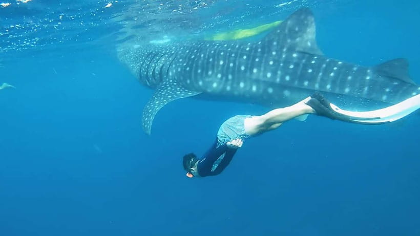 Cebu: Whaleshark Swimming & Kawasan falls Canyoneering Tour - Who should book this Cebu adventure?