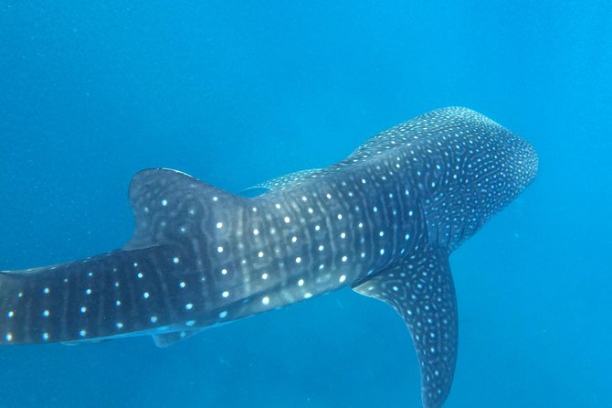 Cebu Whaleshark Tour - Tumalog Falls closes the sightseeing day