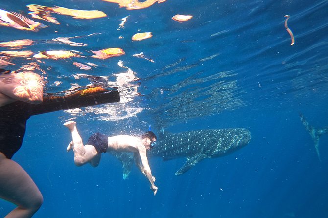 Cebu Whaleshark Tour - Is the $130 price fair?