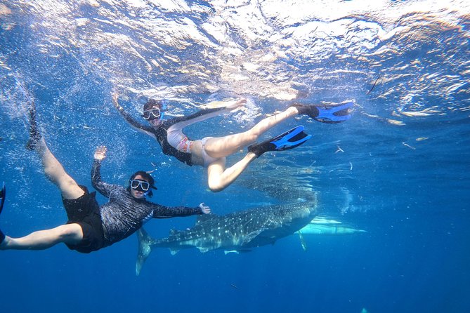 Cebu Whaleshark Tour - What to bring for this early coastal trip