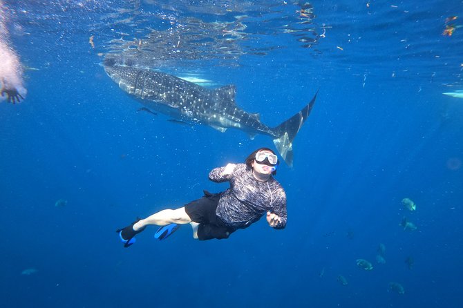 Cebu Whaleshark Tour - Who will get the most from this tour?