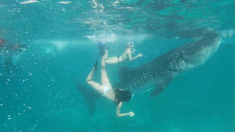 Cebu: WhaleShark , Tumalog Falls, & Sardine Run Snorkeling - Three Cebu water experiences packed into one day