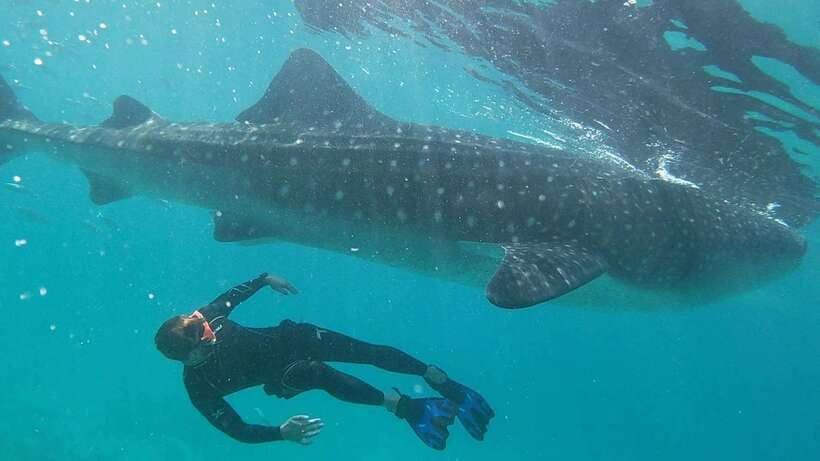 Cebu: WhaleShark , Tumalog Falls, & Sardine Run Snorkeling - Breakfast after the whale shark session