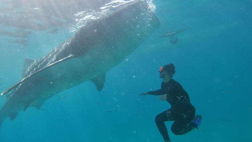 Cebu: WhaleShark , Tumalog Falls, & Sardine Run Snorkeling - Tumalog Falls, a cool green break