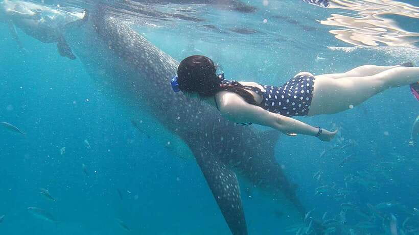 Cebu: WhaleShark , Tumalog Falls, & Sardine Run Snorkeling - What to bring for a wet, very long day