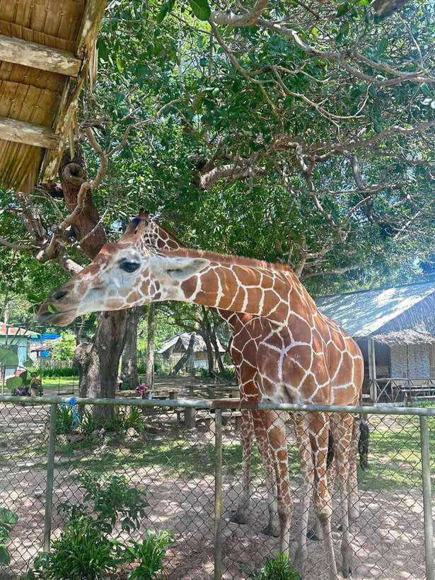Coron: Calauit Safari Black Island Lunch & Transfer included - Weather can change the entire second half