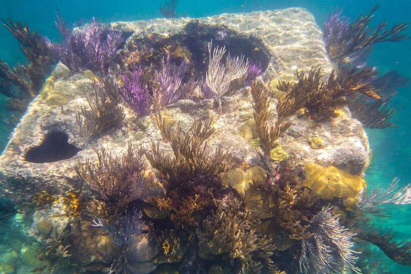Coron: Coastal Cliffs, Beach & Malcapuya Island Hopping Tour - A local BBQ lunch with a scenic backdrop