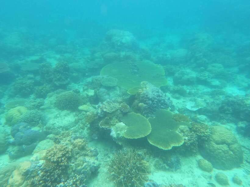 Coron: Dugong Watching with Sea Turtle and Coral Garden tour - A rare meeting with Palawan’s dugongs