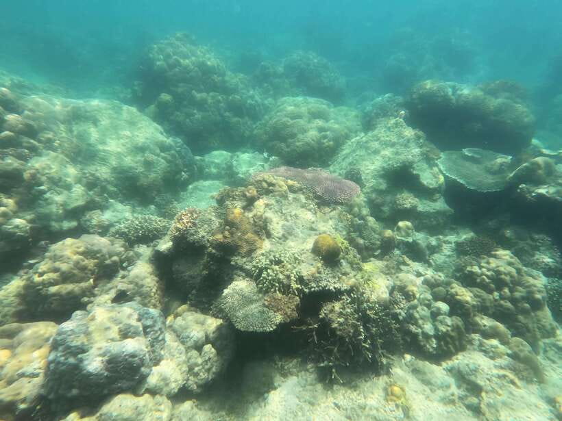 Coron: Dugong Watching with Sea Turtle and Coral Garden tour - Dimipac Island and the Coral Garden