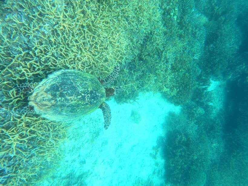 Coron: Dugong Watching with Sea Turtle and Coral Garden tour - What $155 really buys you
