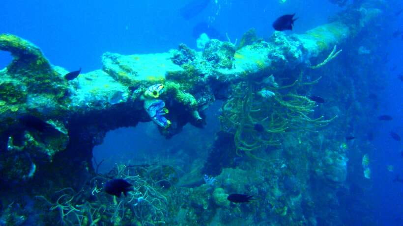 Coron Private Tour D: Reef and Wrecks - Lusong Coral Garden turns the day toward living color