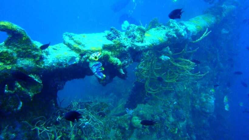 Coron Reef and Wrecks Tour (Private Tour) - The private format is valuable, but confirm the transfer