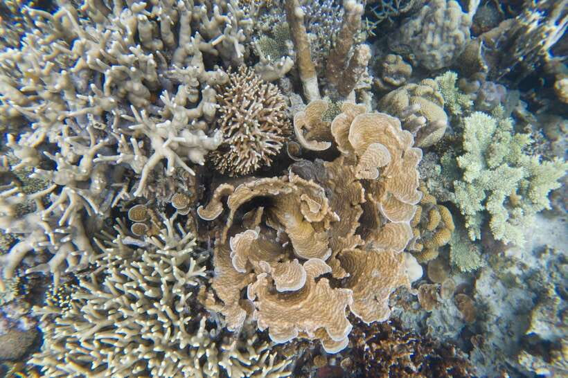 Coron Tour A: Kayangan Lake & Quin Reef Tour with Lunch - Snorkeling at Las Islas de Coral