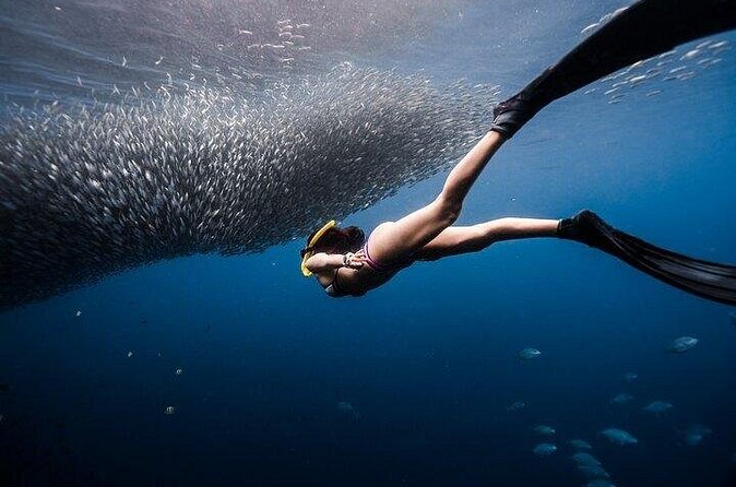 Discover Freediving One Amazing Day - How much value do you get for $225?