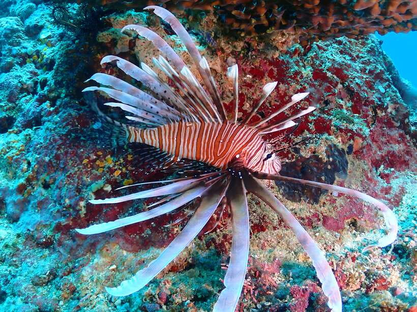 Discover Scuba Diving in Boracay - Key points to know before booking
