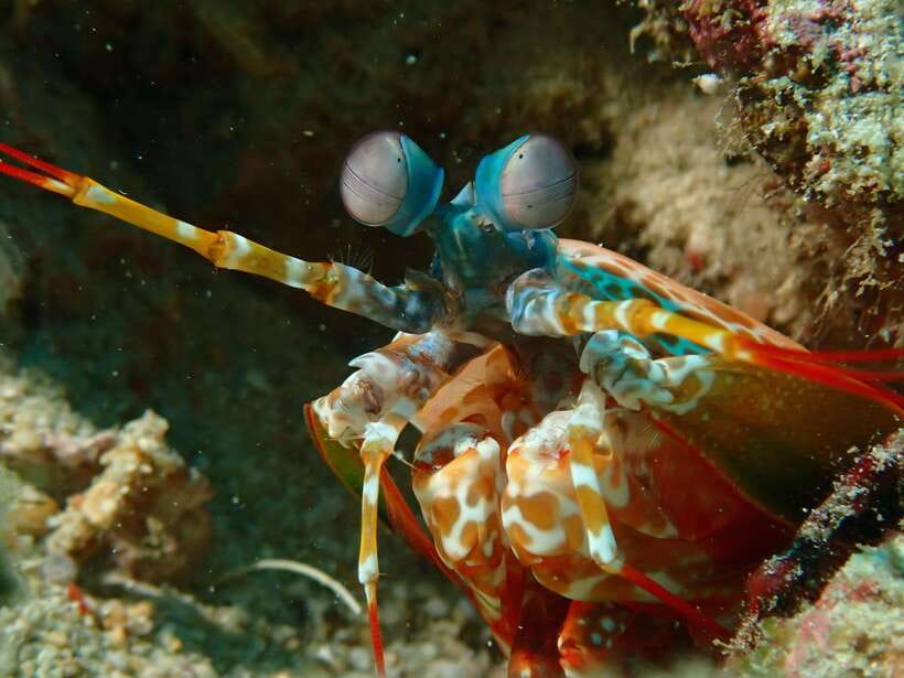 Discover Scuba Diving in Boracay - The open-water session and what you may see