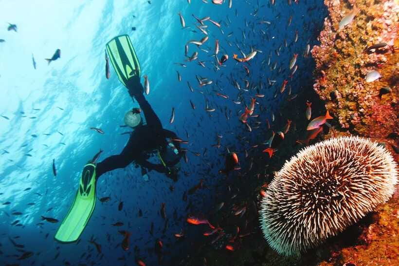 Discover Scuba Diving in Boracay - Photos, video, and the practical extras