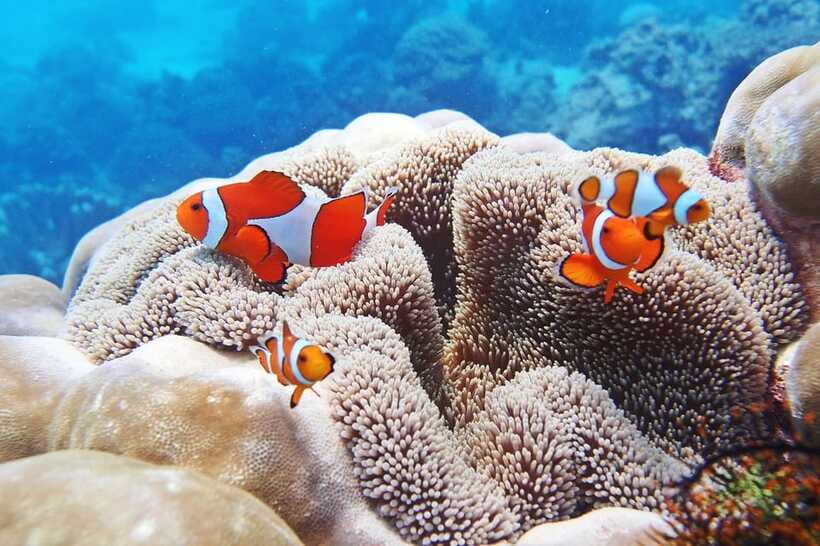 Discover Scuba Diving in Boracay - Who will enjoy this Boracay session?
