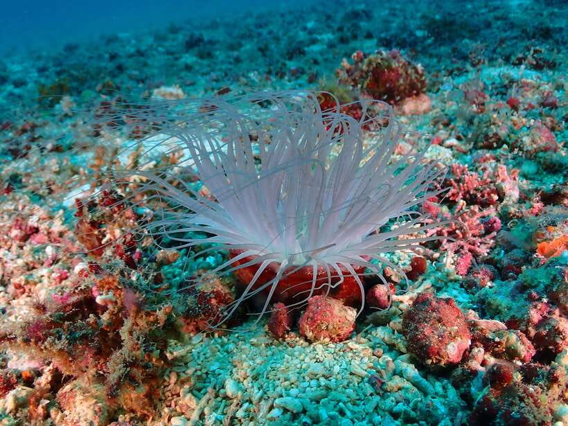 Discover Scuba Diving in Boracay - From White Beach to the activity area