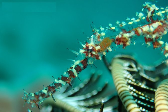 DiveGurus -Scuba Diving in Boracay - Choosing between gentle reefs, wrecks, and current