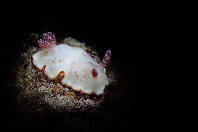 DiveGurus -Scuba Diving in Boracay - What the private format really means