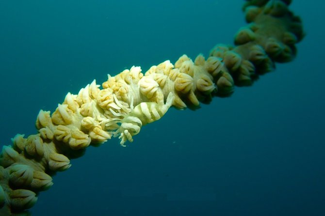 DiveGurus -Scuba Diving in Boracay - Equipment, boat, and staff support
