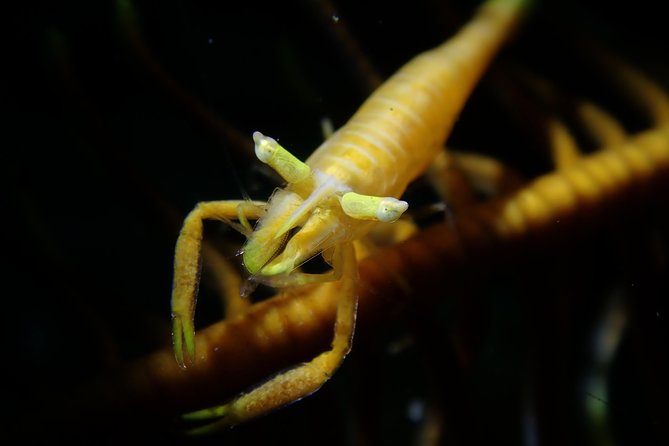 DiveGurus -Scuba Diving in Boracay - Who will enjoy this most