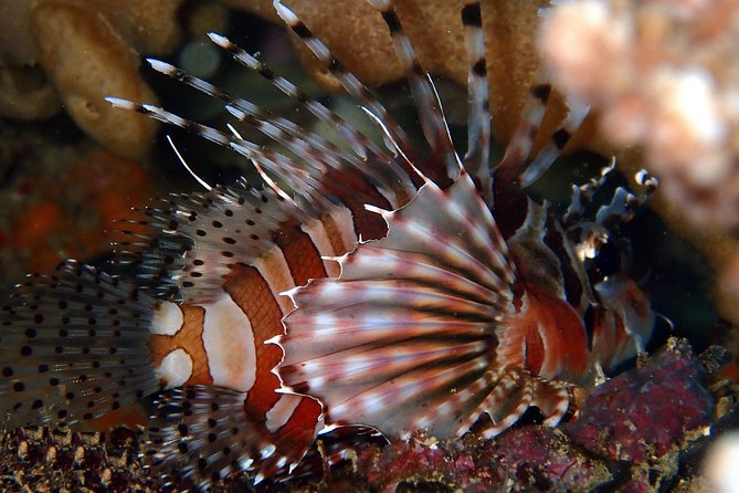DiveGurus -Scuba Diving in Boracay - The briefing sets the tone