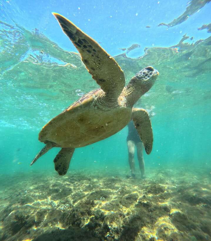 Dumaguete Apo Island Snorkel with turtle Tour - Afternoon options: more water, beach time, or the lighthouse