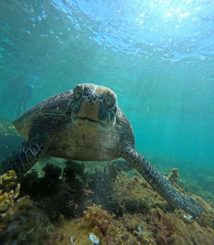 Dumaguete Apo Island Snorkel with turtle Tour - Malatapay Beach and the local outrigger boat