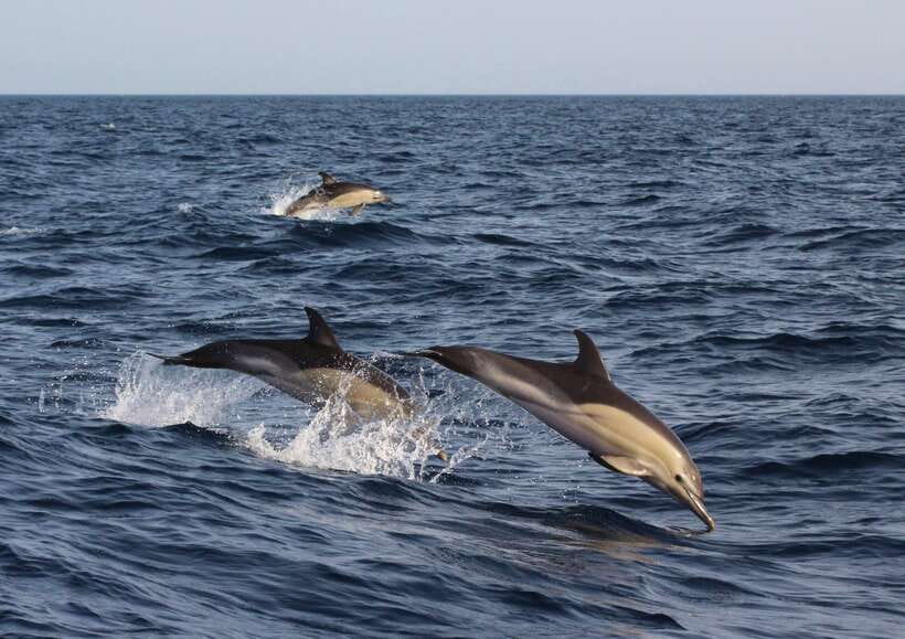 Dumaguete: Dolphin Watching & Manjuyod Sandbar Private Tour - An early start from Dumaguete