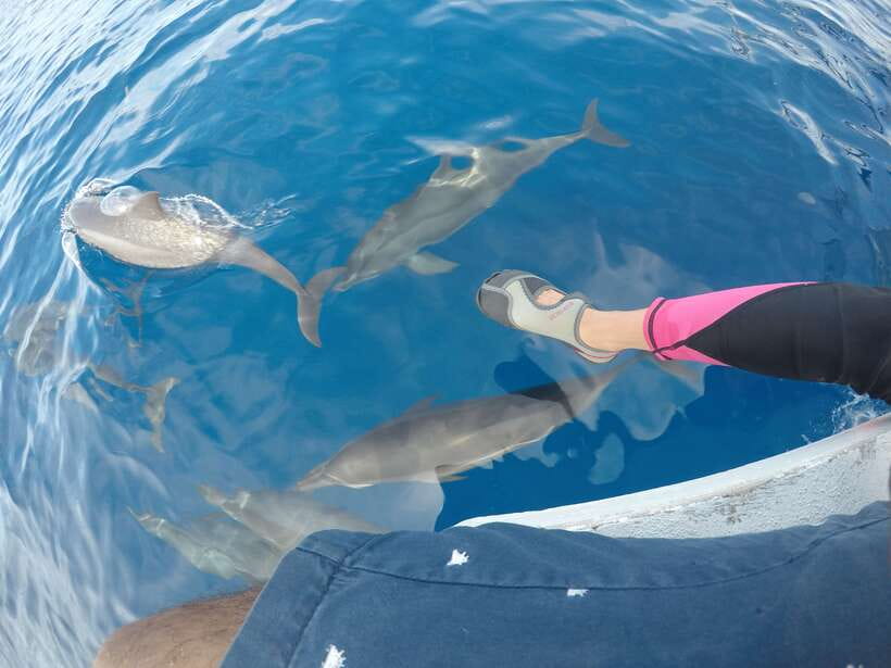 Dumaguete: Dolphin Watching & Manjuyod Sandbar Private Tour - Searching Bais Bay for dolphins