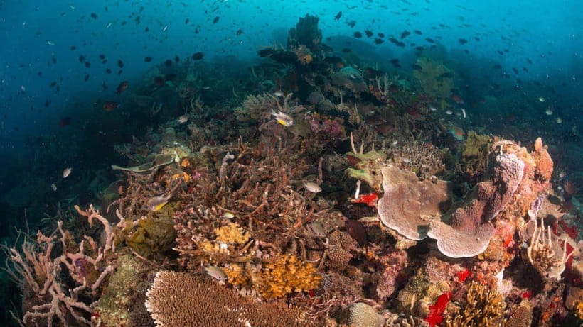El Nido: Discover Scuba Diving with Manta Rays in Sibaltan - A one-hour brunch break between sessions