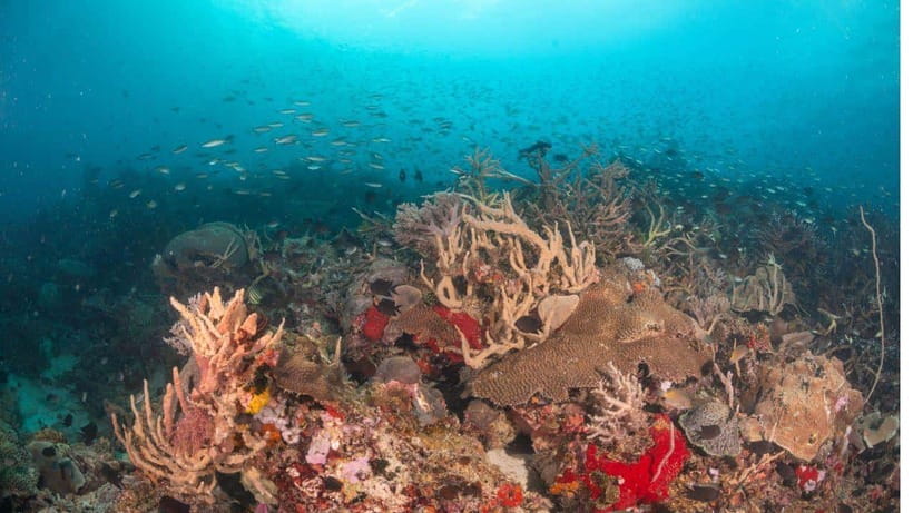 El Nido: Discover Scuba Diving with Manta Rays in Sibaltan - Returning by boat to Sibaltan