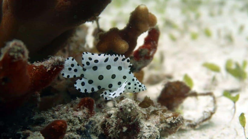 El Nido: Discover Scuba Diving with Manta Rays in Sibaltan - What the $126 price really covers