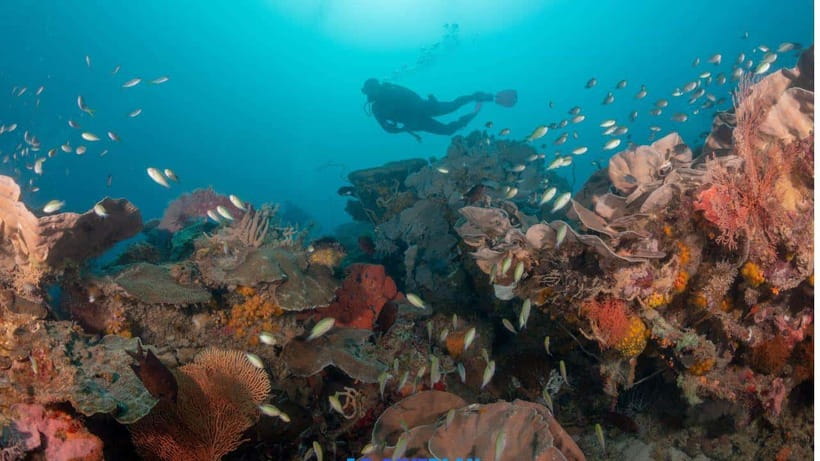 El Nido: Discover Scuba Diving with Manta Rays in Sibaltan - Who will enjoy this most