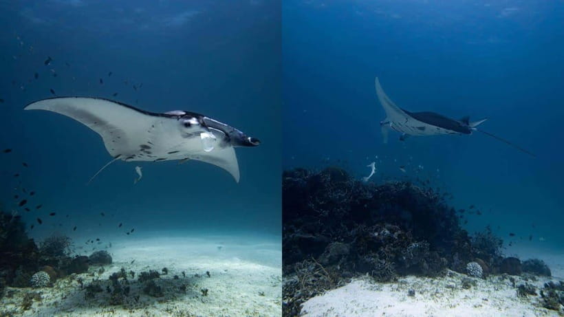 El Nido: Manta Ray Diving Experience in Sibaltan - Sibaltan’s quiet water and manta cleaning station